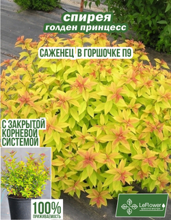 Саженец, Спирея, Голден Принцесс