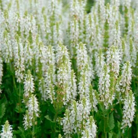 Шалфей лесной Шнеехугель С2