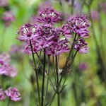 Астранция большая "Claret". Astrantia major "Claret".