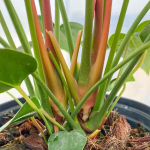 Антуриум Андре IDAHO