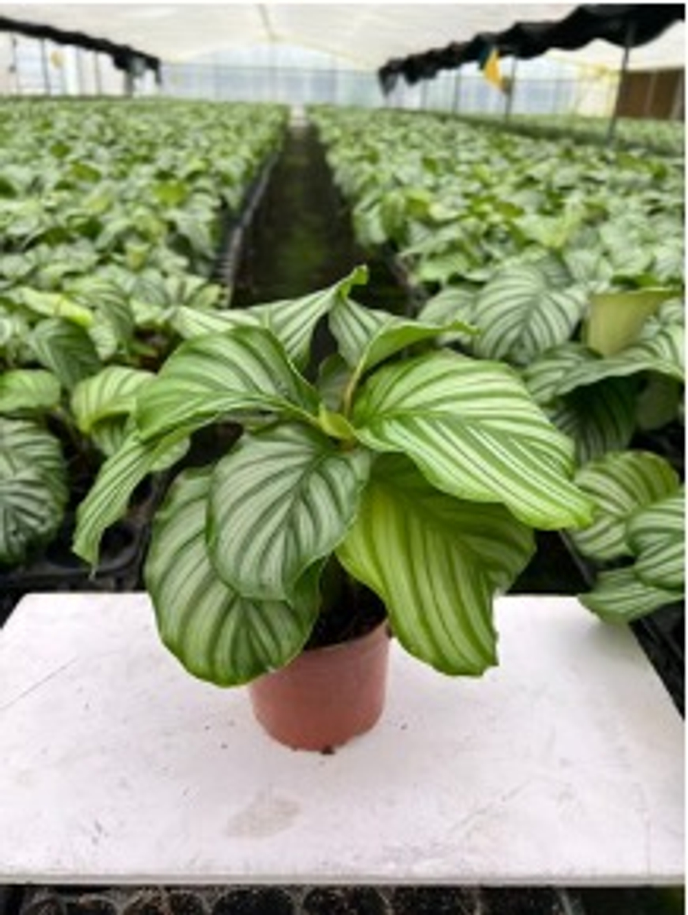 110 Green Apple青苹果竹芋
