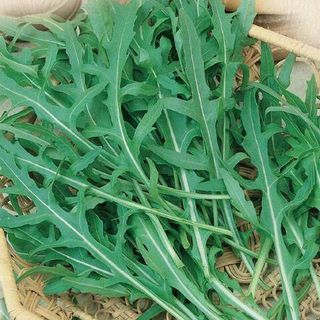 Двурядник тонколистный Стрелы Купидона 10 грамм