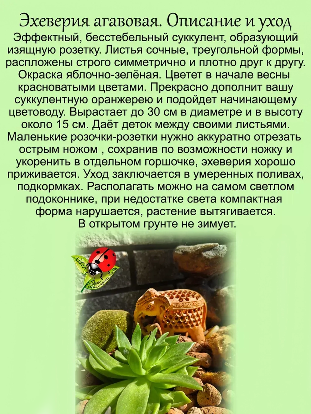 Эхеверия агавовая суккулент