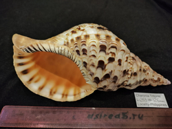 Харония Тритонис 250--390 мм