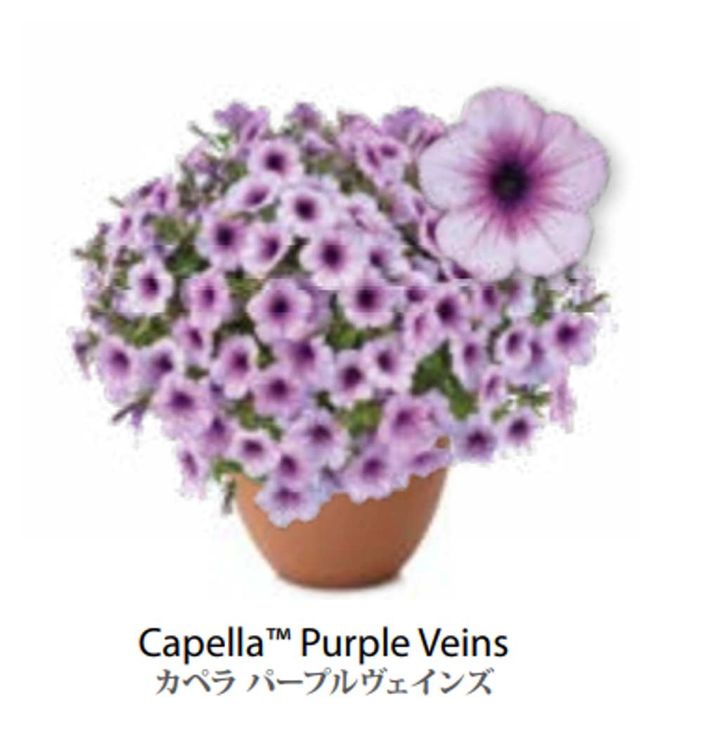 ЕВРО Петуния CAPELLA Purple Veins ЕВРО укорененный черенок СЕРЕДИНА НОЯБРЯ поставка 1