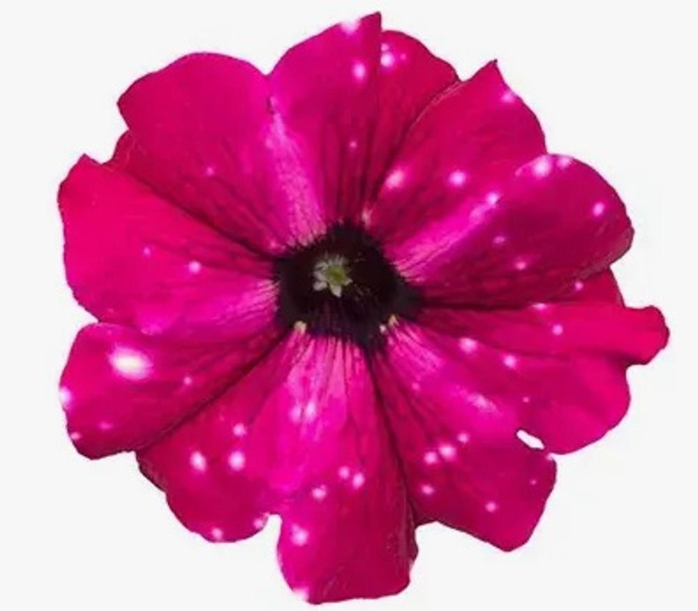 ЕВРО Петуния Startunia Purple Polar укорененный черенок ОКС