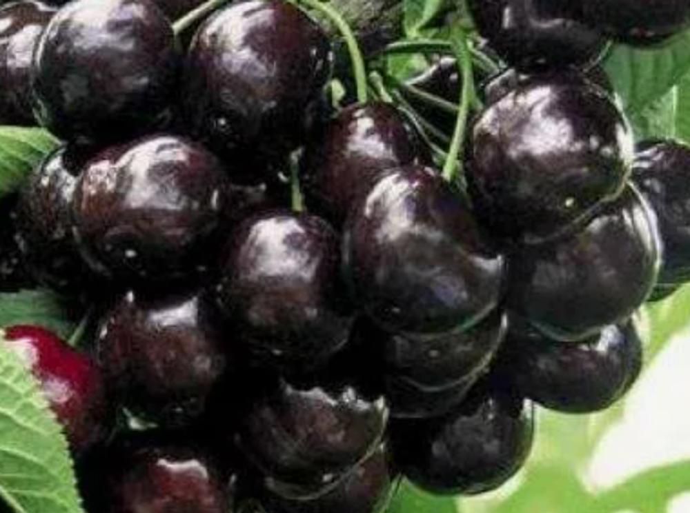 Черешня Тамара ЗКС контейнер 5-7,5л, 3х летний саженец май 26