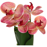 Цветочная композиция «Весенняя рапсодия» 19*27см Орхидея бордовая