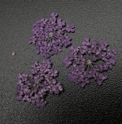 Zoo nail Сухоцветы Любимые цветочки, 1684