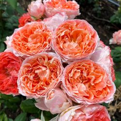 Принцесса Сакура (Princess Sakura)