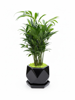 Пахира керамический горшок д. 12