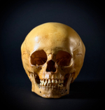 Череп человека ребёнок (анатомическая модель)