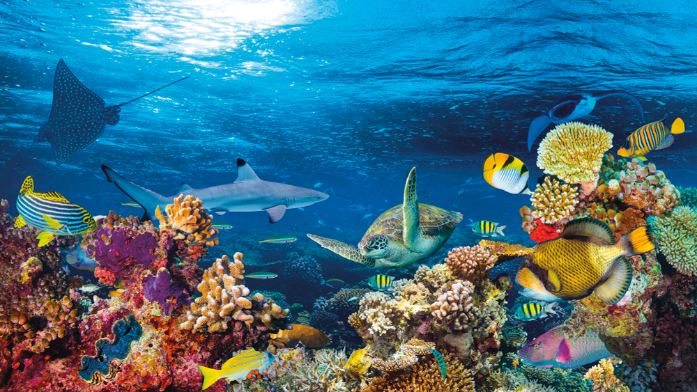 Коллекция Подводный мир