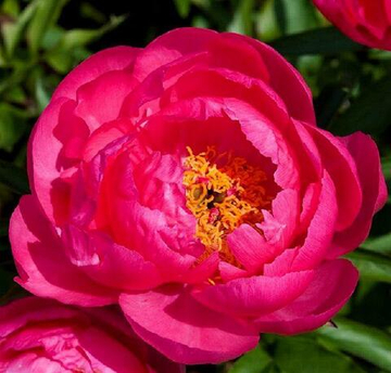 Пион Цитерия