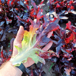 Салат Чёрный Кардинал - Black Cardinal Lettuce