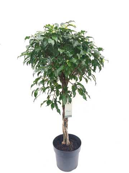 Фикус Бенджамина (Коса)