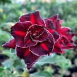 Адениум SMILE IN THE DARK NIGHT