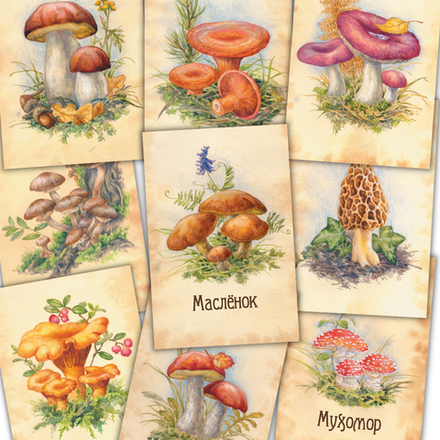 Грибы. 9 открыток