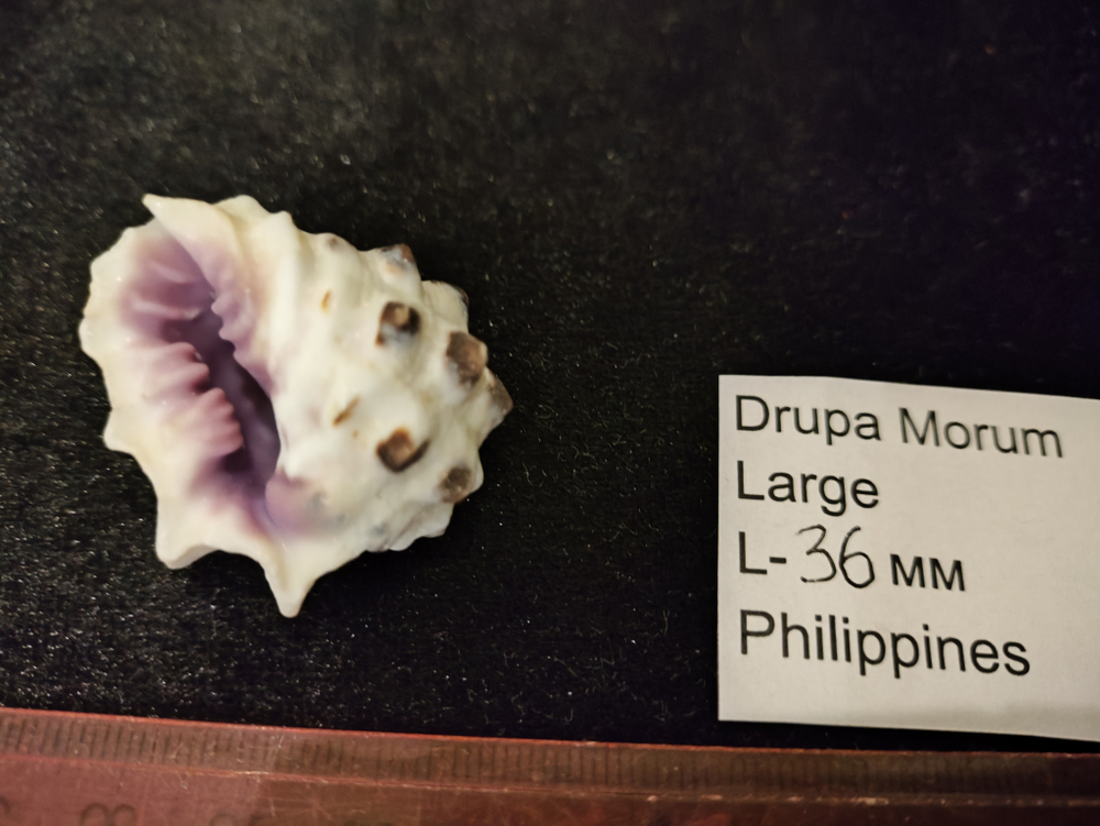 Друпа Морум