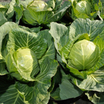 Миррор F1 семена капусты белокочанной (Syngenta / Сингента)
