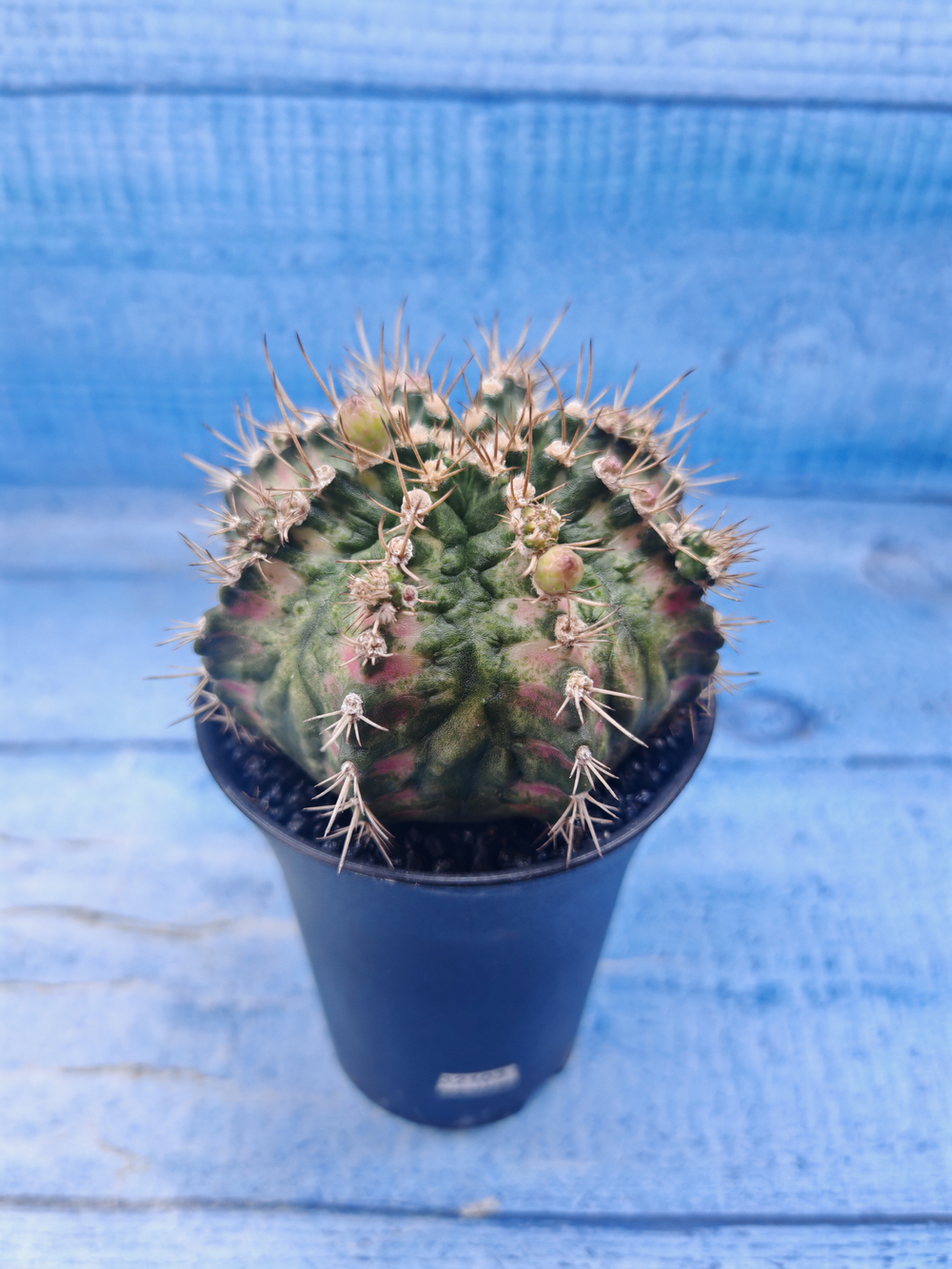 Gymnocalycium T-Rex Pink hybrid (Гимнокалициум)