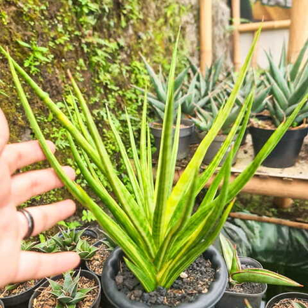 Сансевиерия BANLUE TORCH VAR s.L