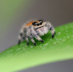 Королевский паук-скакун Самка (Phidippus regius)