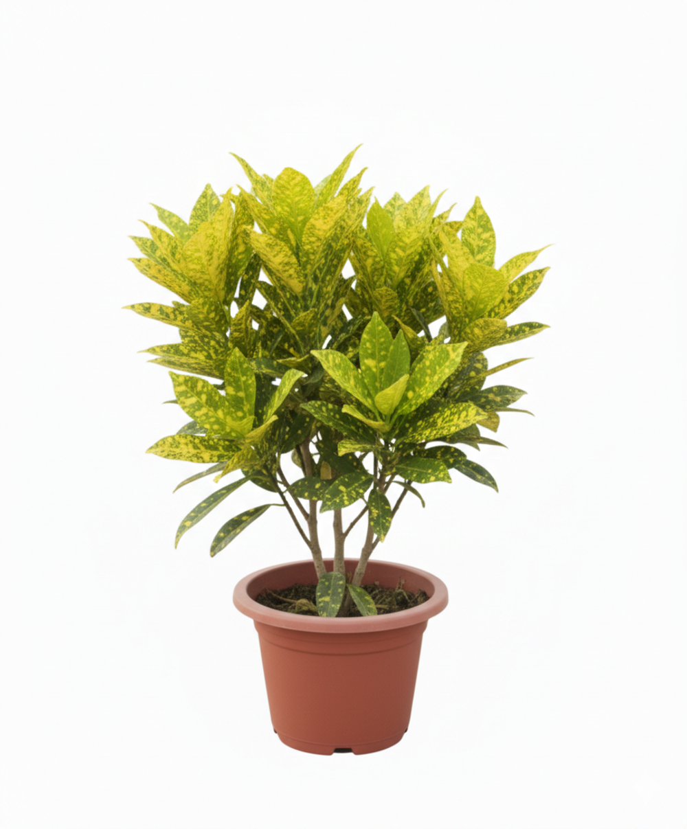 Кодиеум д.18