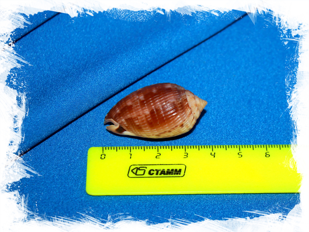 Яичковый кассис