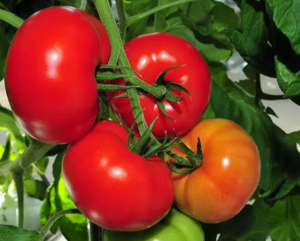 Типы томатов - защищённый грунт