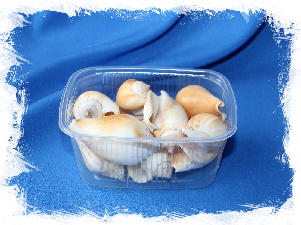 Стромбус Канариум Ракушки