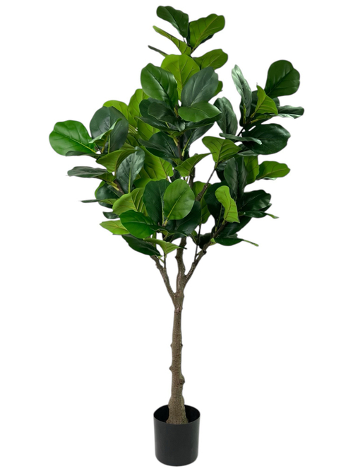 Фикус Лирата 160 см.