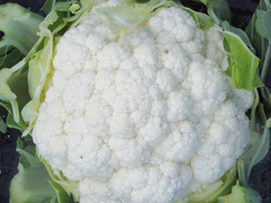 Боник F1 семена капусты цветной (Enza Zaden / Энза Заден)