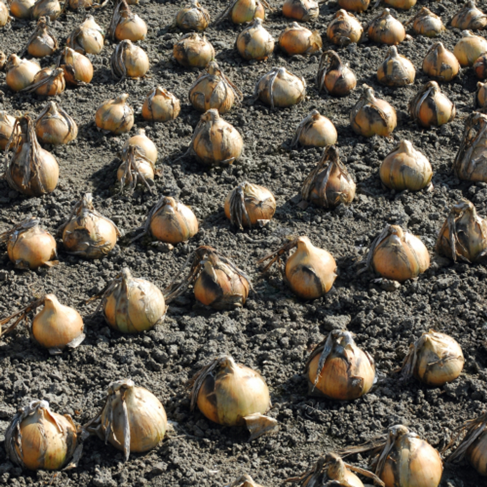 Лук репка Эксибишен F1 (10гр) Витагрин Профи