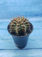 Gymnocalycium T-Rex Pink hybride (Гимнокалициум T-rex)