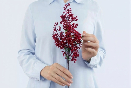 Илекс ветка малая