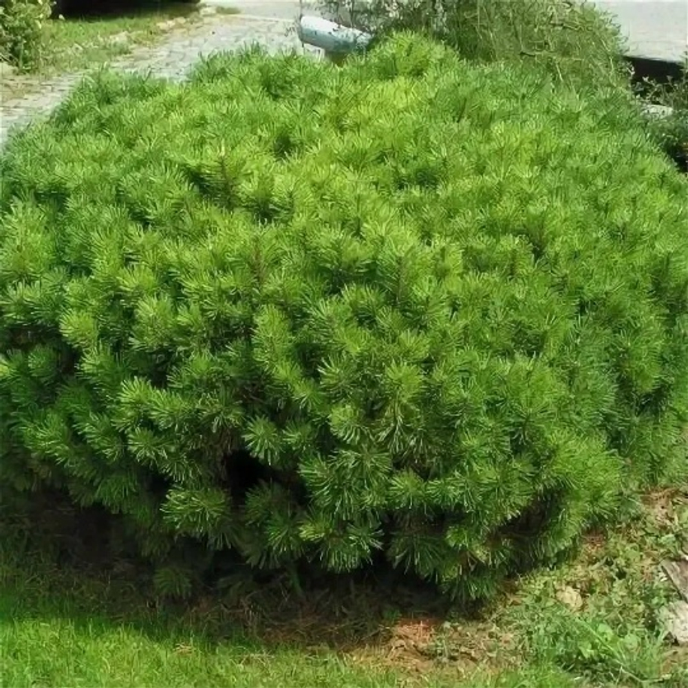 Сосна Ротундата