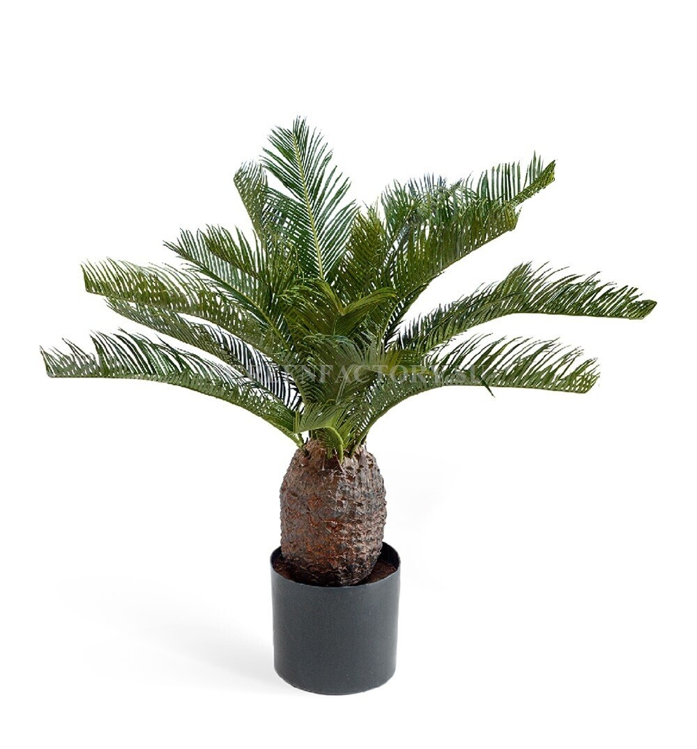 Пальма Цикас 65 и 70 см