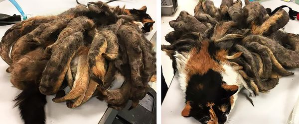 В Америке кошку спасали от собственной шерсти В Америке кошку спасали от собственной шерсти