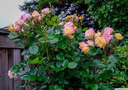 Лайф Оф Зе Пати (Life of the Party)