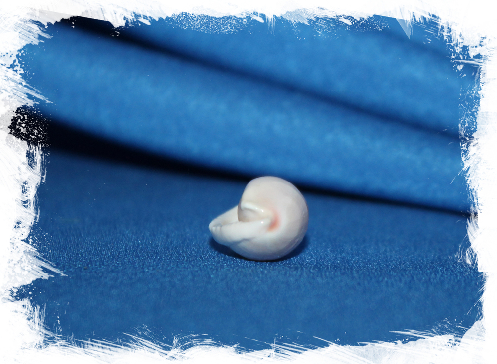 Овула Вильсона, Prionovolva brevis, Prionovolva wilsoniana