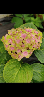 SWITCH Calisto Pink/ Каллисто Пинк (Стандарт поставки Р9)2025г.