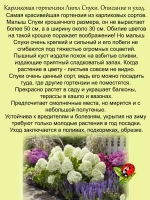 Гортензия Литл Спуки карликовая миниатюрная низкая