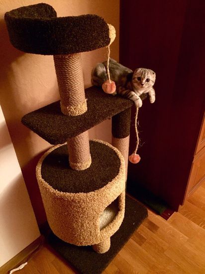 Дом для котят Д-2