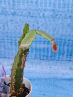 Schlumbergera cv. Thor Wild Cactus White (Шлюмбергера)