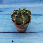 Gymnocalycium Friedrichii (Гимнокалициум)