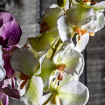 Цветок фиолетового цвета 26423