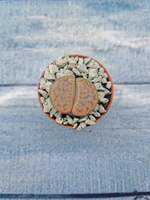 Lithops sp. (Литопсы)