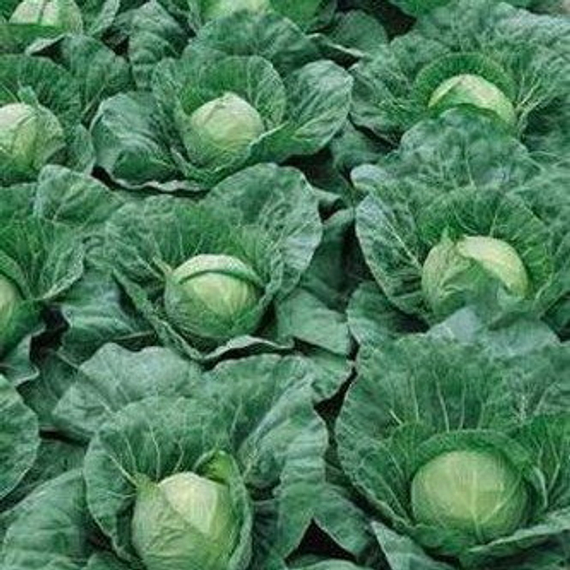 Пандион F1 семена капусты белокочанной (Seminis / Семинис) продукт – фото 3