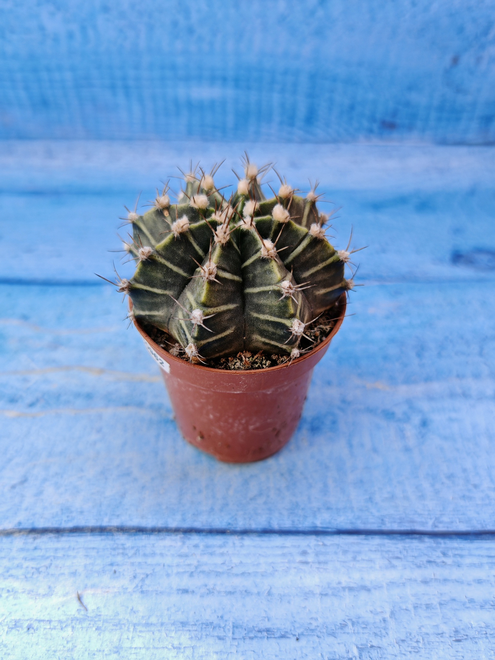 Gymnocalycium Friedrichii (Гимнокалициум)